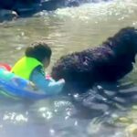 川遊びをする子どもたちが、大型犬の尻尾を持った結果…頼もしすぎる『兄貴分のような行動』が16万再生「全員かわいい」「平和な世界」と絶賛(ブログ)