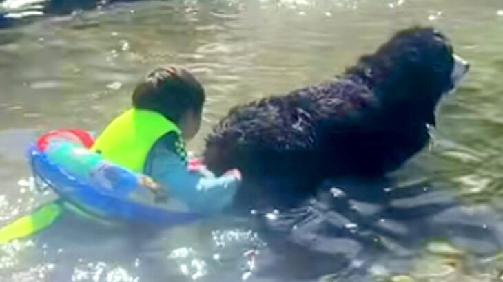 川遊びをする子どもたちが、大型犬の尻尾を持った結果…頼もしすぎる『兄貴分のような行動』が16万再生「全員かわいい」「平和な世界」と絶賛(ブログ)