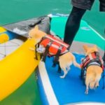 犬が『カヤックに乗り移ろうとした』結果…直後に起きたハプニングとまさかの展開が14万再生「飼い主さんもｗｗ」「何回見ても笑う」と爆笑(ブログ)