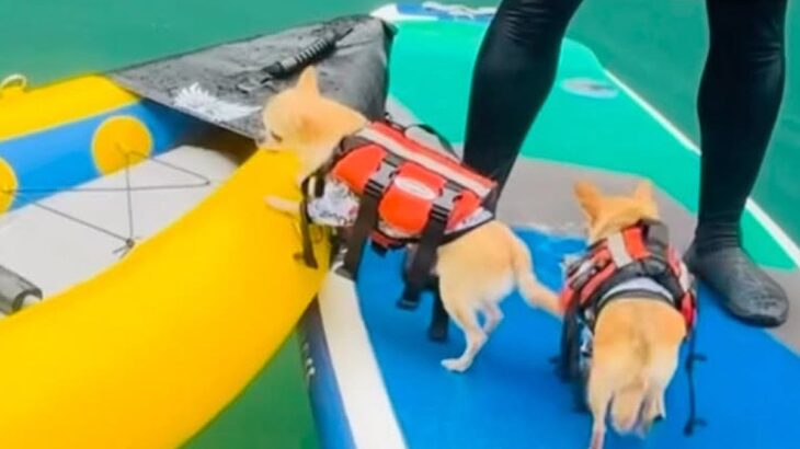 犬が『カヤックに乗り移ろうとした』結果…直後に起きたハプニングとまさかの展開が14万再生「飼い主さんもｗｗ」「何回見ても笑う」と爆笑(ブログ)