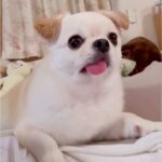 『ホラー番組』を観ていたら、隣にいた犬が…まるで人間のような『完璧なリアクション』が10万再生「完全に全部理解してる顔ｗ」「口角がｗ」(ブログ)