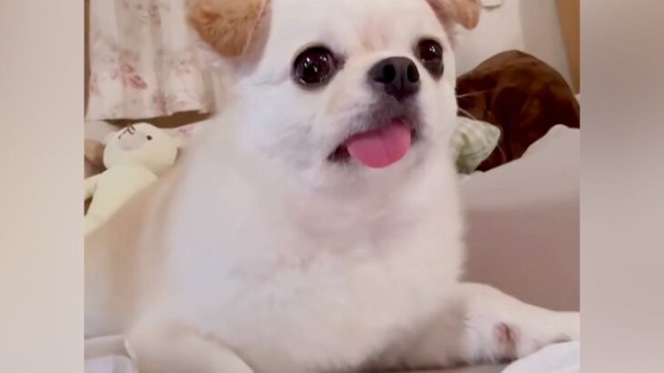 『ホラー番組』を観ていたら、隣にいた犬が…まるで人間のような『完璧なリアクション』が10万再生「完全に全部理解してる顔ｗ」「口角がｗ」(ブログ)