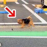散歩中の犬の前に『いるはずのないパパ』が突然現れたら…心温まる『まさかの展開』が16万再生「至福のとき」「たまらない」と絶賛(ブログ)