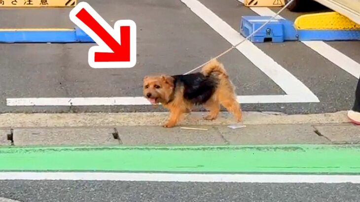 散歩中の犬の前に『いるはずのないパパ』が突然現れたら…心温まる『まさかの展開』が16万再生「至福のとき」「たまらない」と絶賛(ブログ)