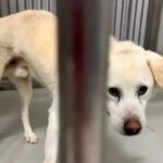 約10年も一緒にいたのに、家族に捨てられた大型の老犬→『亡くなった犬にそっくりだ』と連絡があり…素敵すぎる『涙あふれる物語』に反響(ブログ)