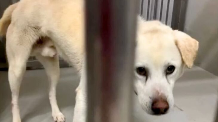 約10年も一緒にいたのに、家族に捨てられた大型の老犬→『亡くなった犬にそっくりだ』と連絡があり…素敵すぎる『涙あふれる物語』に反響(ブログ)