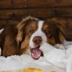 犬が誤飲したときに注意すべき4つの危険な症状　放置してはいけない理由から適切な対処法まで(ブログ)