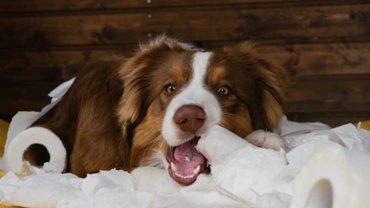 犬が誤飲したときに注意すべき4つの危険な症状　放置してはいけない理由から適切な対処法まで(ブログ)