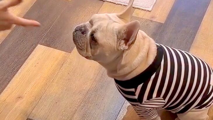 『バーン！』犬に倒れこむよう指示→その場で転がるかと思っていたら…演技派すぎる『まさかの行動』が108万再生「間ｗ」「こだわり強くて草」(ブログ)