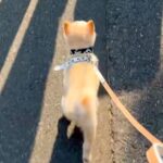 『置いていかないで…』パパが仕事で出張へ→お見送りする犬が…思わず感動する『健気な光景』が33万再生「必死で泣ける」「可愛すぎ」と反響(ブログ)