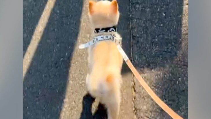 『置いていかないで…』パパが仕事で出張へ→お見送りする犬が…思わず感動する『健気な光景』が33万再生「必死で泣ける」「可愛すぎ」と反響(ブログ)