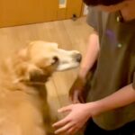 『聞いたことのない声で…』大学生の息子が５ヶ月ぶりに大型犬と再会→思わず泣ける『全身全霊で喜ぶ光景』が41万再生「涙出てきた」と反響(ブログ)