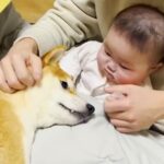 溺愛する赤ちゃんと離れ離れになった犬→１週間ぶりの再会を果たした瞬間…あまりにも尊い『お互いの行動』が50万再生「可愛いが大渋滞」と絶賛(ブログ)