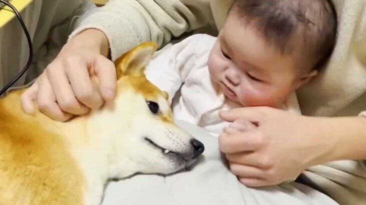 溺愛する赤ちゃんと離れ離れになった犬→１週間ぶりの再会を果たした瞬間…あまりにも尊い『お互いの行動』が50万再生「可愛いが大渋滞」と絶賛(ブログ)