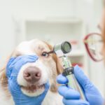 犬の目が失明してしまう『危険な病気』4選　見逃してはいけない初期症状とは？(ブログ)