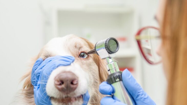 犬の目が失明してしまう『危険な病気』4選　見逃してはいけない初期症状とは？(ブログ)
