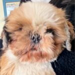 ケージの中だけが世界の全てだった『ボサボサの元繁殖犬』を飼った結果…３年後→『別犬かと思うほどの光景』に反響「泣いちゃった」「素敵」(ブログ)