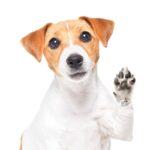 犬が『飼い主を呼んでいる』ときに見せる5つのサイン　考えられる心理状態から正しい応え方まで(ブログ)