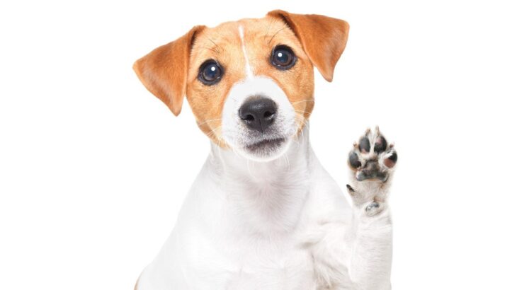 犬が『飼い主を呼んでいる』ときに見せる5つのサイン　考えられる心理状態から正しい応え方まで(ブログ)