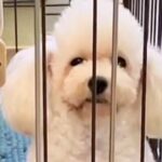 学校で仕入れられ『使えない』と売りに出された犬→ケージの中がすべてで…３年後の『泣ける光景』に反響「顔つきが全然違う」「感動」と６万再生(ブログ)