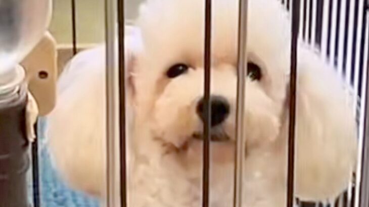 学校で仕入れられ『使えない』と売りに出された犬→ケージの中がすべてで…３年後の『泣ける光景』に反響「顔つきが全然違う」「感動」と６万再生(ブログ)