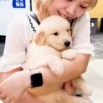 『ぬいぐるみのような大型犬の赤ちゃん』をお迎え→愛情を注いで育てた結果…まさかの成長をとげた『1歳のお姿』が16万再生「愛も体も重めｗ」(ブログ)