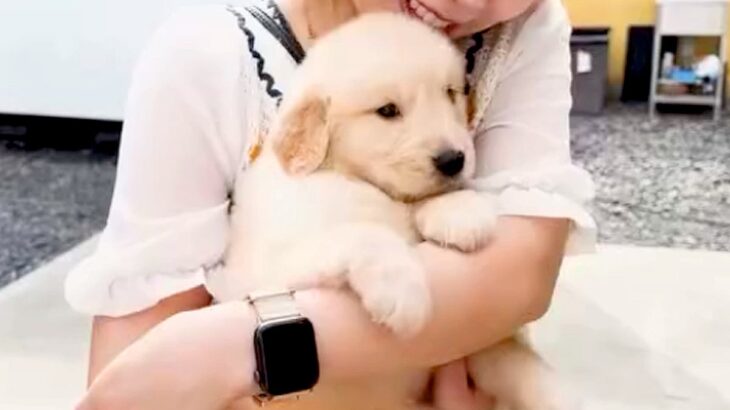 『ぬいぐるみのような大型犬の赤ちゃん』をお迎え→愛情を注いで育てた結果…まさかの成長をとげた『1歳のお姿』が16万再生「愛も体も重めｗ」(ブログ)