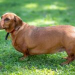 『太りやすい犬種』4選　肥満がもたらす心身への悪影響や体重管理のコツまで(ブログ)