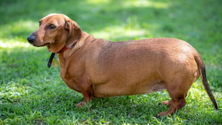 『太りやすい犬種』4選　肥満がもたらす心身への悪影響や体重管理のコツまで(ブログ)