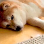 疲れて横になっている犬→目の前におやつを置いてあげた結果…想像すらしなかった『衝撃の展開』が37万再生「油断大敵ｗｗ」「はっやｗ」と爆笑(ブログ)