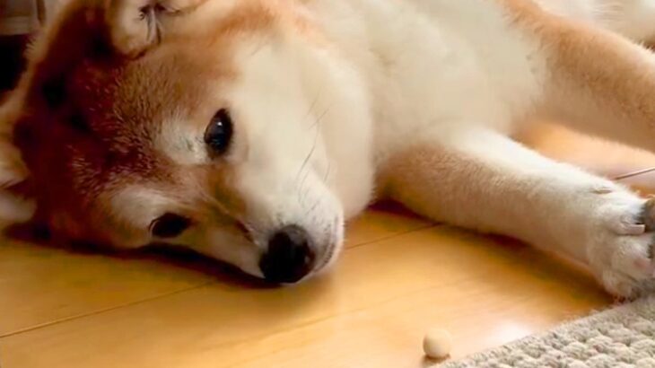 疲れて横になっている犬→目の前におやつを置いてあげた結果…想像すらしなかった『衝撃の展開』が37万再生「油断大敵ｗｗ」「はっやｗ」と爆笑(ブログ)