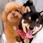 犬2匹に『ハウス』と言った結果→ケージに入った瞬間に…思わず悶絶する『予想外の行動』が84万再生「可愛すぎてAIかとｗ」「天使」と反響(ブログ)