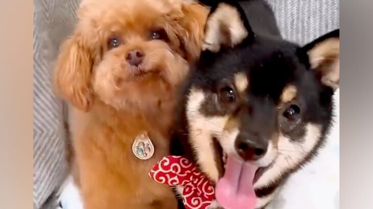犬2匹に『ハウス』と言った結果→ケージに入った瞬間に…思わず悶絶する『予想外の行動』が84万再生「可愛すぎてAIかとｗ」「天使」と反響(ブログ)