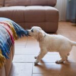 犬にも『反抗期』が存在するの？愛犬が見せる5つのサインから適切な接し方まで解説(ブログ)
