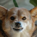 犬が『激怒』したときにする仕草や行動5つ　どんなときに怒るの？飼い主が取るべき対処法まで(ブログ)