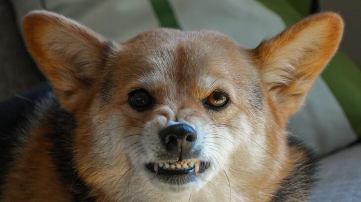 犬が『激怒』したときにする仕草や行動5つ　どんなときに怒るの？飼い主が取るべき対処法まで(ブログ)