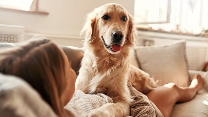 犬が『飼い主のことを踏む』理由4選　主な心理や踏み続けてくるときの対処法まで解説(ブログ)