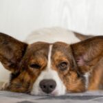 『気分屋な性格の犬』がみせる仕草や行動4選　気まぐれなワンコの特徴やしつけのポイントまで(ブログ)