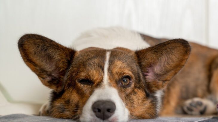 『気分屋な性格の犬』がみせる仕草や行動4選　気まぐれなワンコの特徴やしつけのポイントまで(ブログ)