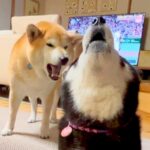 母犬にボールを奪われた息子犬→文句をタラタラ言って…あまりにも可愛い『親子喧嘩する光景』が9万再生の「最終的に合唱ｗ」「仲良しｗ」と反響(ブログ)