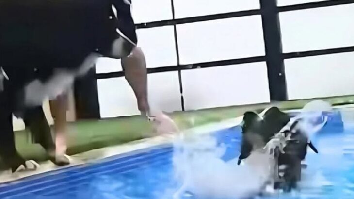 プールで泳いでいる大型犬3匹→1匹が溺れてしまったら、別の犬が…思わず涙が出てしまう『まさかの行動』に反響「素敵な光景」「うるうるした」(ブログ)