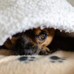 愛犬が『コソコソ隠れている』ときの心理4つ　隠したい事があるの？出てこない場合の対処法まで(ブログ)