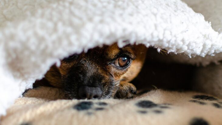愛犬が『コソコソ隠れている』ときの心理4つ　隠したい事があるの？出てこない場合の対処法まで(ブログ)