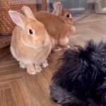 ウサギに片思い中の犬→どうしても近づきたくて…ホッコリが止まらない『可愛すぎるやりとり』に反響「思わず微笑んだ」「とってもお利口さん」(ブログ)