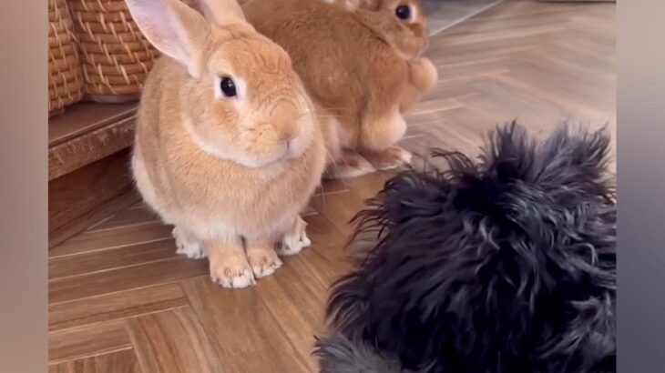 ウサギに片思い中の犬→どうしても近づきたくて…ホッコリが止まらない『可愛すぎるやりとり』に反響「思わず微笑んだ」「とってもお利口さん」(ブログ)