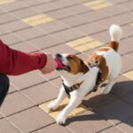 犬が『独り占めしたい』ときにみせる5つの行動　考えられる原因から改善策まで解説(ブログ)