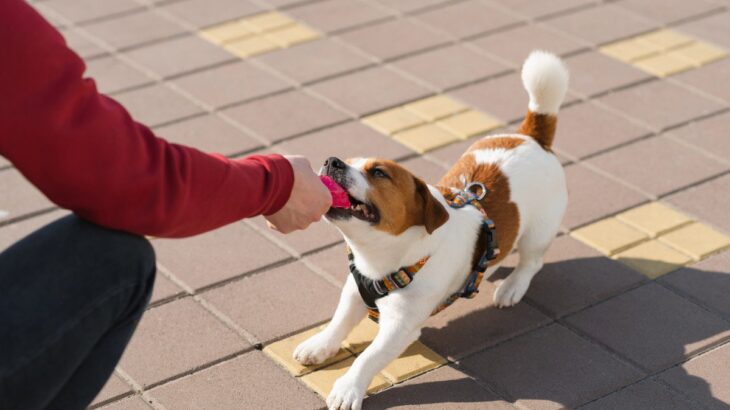 犬が『独り占めしたい』ときにみせる5つの行動　考えられる原因から改善策まで解説(ブログ)