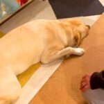 変な音がしたので駆け付けると、イタズラした大型犬が…まさかの『証拠隠滅方法』と『失礼すぎる行動』が23万再生「もう人間ｗ」「必死ｗｗ」(ブログ)