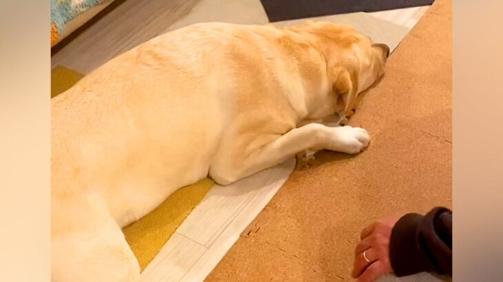 変な音がしたので駆け付けると、イタズラした大型犬が…まさかの『証拠隠滅方法』と『失礼すぎる行動』が23万再生「もう人間ｗ」「必死ｗｗ」(ブログ)