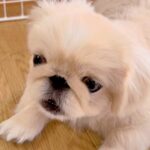 夏休み、リコーダーの練習をする女の子→音色を聴いた犬が突然…一生懸命すぎる『まさかの反応』に絶賛の声「一緒に歌ってるｗ」「めちゃ可愛い」(ブログ)